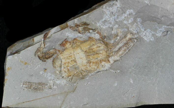 Fossil Pea Crab (Pinnixa) From California - Miocene #33084
